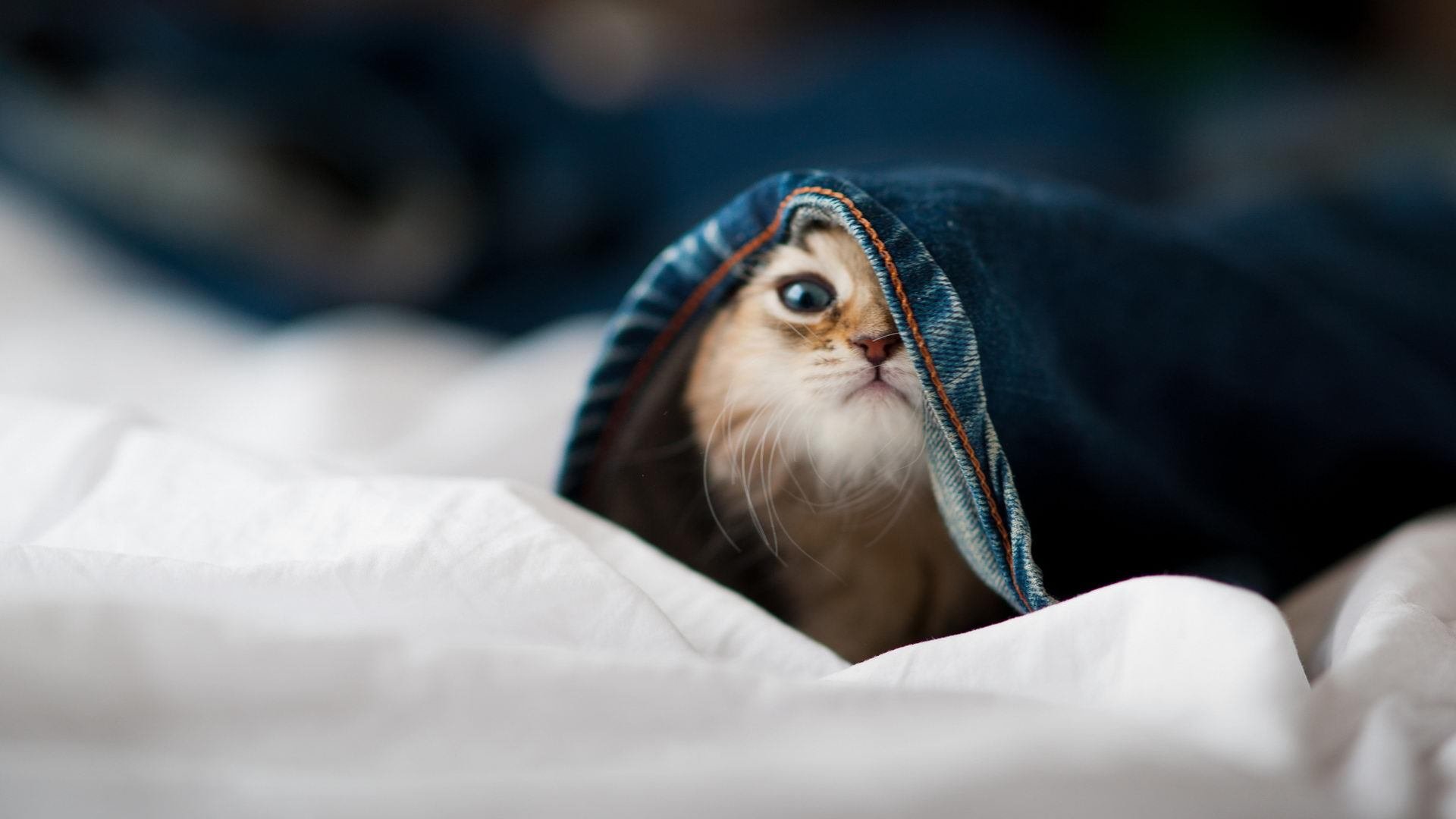 足球训练课程与运动医学结合薄弱，足球教学课与足球训练课的差异